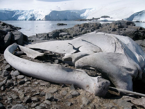 Whale skull in Antarctica